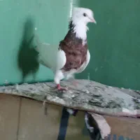 طوقی معاوضه