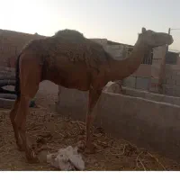 شتربلبون