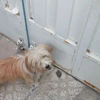 سگ پاپی گلی|سگ|مبارکه, |دیوار