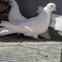 تهرونی چشم نوک سفید