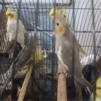 کوتوله برزیلی/ جوجه عروس هلندی|پرنده|صدرا-فارس, فاز ۱|دیوار