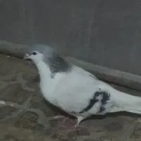 چپ ماده جوان