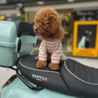 سگ پودل توی اصل|سگ|رشت, دیلمان|دیوار