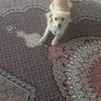 اشپیتز ریز ماده  ۱ ساله