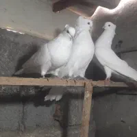 مرغ گلین اردک اسراییلی کبوتر مرغ محلی تخم گزار|پرنده|چمستان, |دیوار