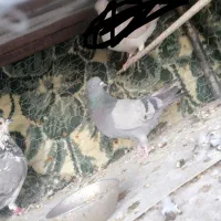 کبوتر شهرضا|پرنده|شهرضا, |دیوار