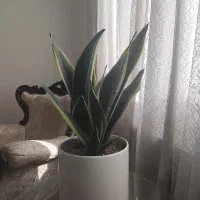 سانسیبریا ابلق کرواتی