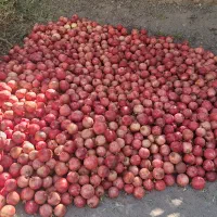 انار منطقه عقدا