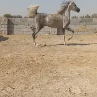 فروش کره مادیان|اسب و تجهیزات اسبسواری|بن, |دیوار