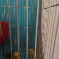 دو عدد مرغ عشق