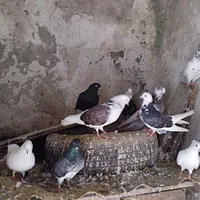 کبوتر خوشگل پرشی نشاندار جفتی|پرنده|رشت, گیل|دیوار