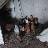 فروش مرغ ،خروس،غاز ، اردک