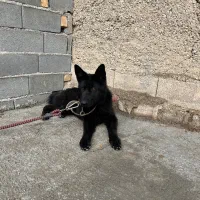 سگ ژرمن یک ساله