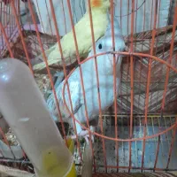 عروس هلندی کبوتر|پرنده|مسجد سلیمان, |دیوار