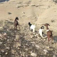 دوعدد بز نژدی|حیوانات مزرعه|بهبهان, |دیوار