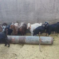 بره وبزغاله خوراک خور میش شال بز آبستن|حیوانات مزرعه|قم, شهر قائم|دیوار