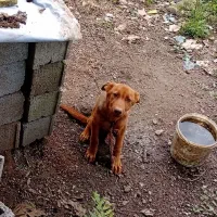 سگ ژرمن ماده