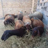 میش جوان آبستن افشاری|حیوانات مزرعه|قیدار, |دیوار