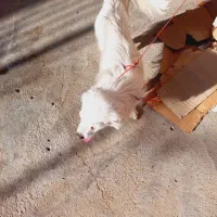 به فروش می‌رسد|سگ|شاهین دژ, |دیوار