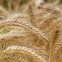 بذر گندم کلکتور ، پر محصول ، تناژ دریافتی ۶تا ۹ تن