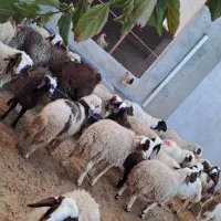 گوسفند کاور نر سالم|حیوانات مزرعه|سرپل ذهاب, |دیوار