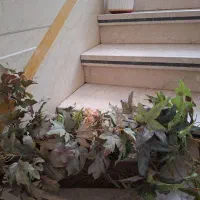 دوعدد دسته برگ خارجی ب همراه کلدون|گل مصنوعی|تهران, دهقان|دیوار