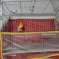 جفت قناری|پرنده|شیراز, کوشک میدان|دیوار