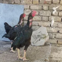 مرغ و خروس لاری|حیوانات مزرعه|افشار, |دیوار