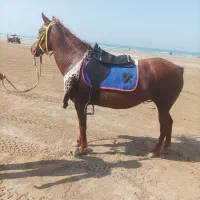 اسب مادیان 5 ساله