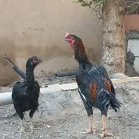 لاری|حیوانات مزرعه|پاکدشت, پاکدشت (مامازند)|دیوار