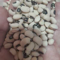 لوبیا امسال تازه تازه
