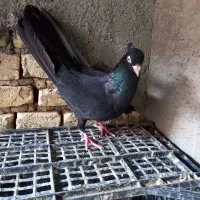 ماده زاغ آبادانی