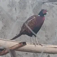 مرغ امریکایی شاخ دار