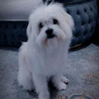 سگ شیتزو|سگ|لردگان, |دیوار