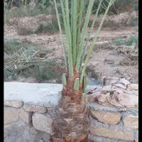 سلام پاجوش  شادگان