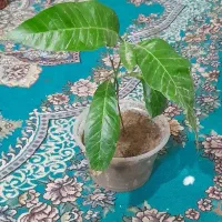 نهال انبه