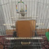 عروس هلندی