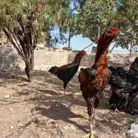 خروس لاری