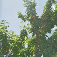 باغ میوه|فروش زمین و ملک کلنگی|خلجستان, |دیوار