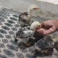 فروش چهار عدد جوجه شامو‌ (لاری ) یک ماهه|حیوانات مزرعه|ارژن, |دیوار