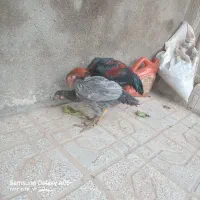 مرغ وخوروس لاری
