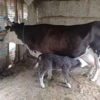 گاوبا گوساله سیمنتال