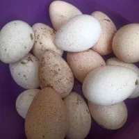 تخم بوقلمون نطفه دار