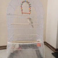 عروس هلندی سالم دستی