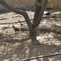 بوقلمون غاز مرغ تخم گذار  خروس دماوند جاده وادان|حیوانات مزرعه|دماوند, گیلاوند|دیوار