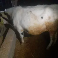 سلام دوستان یه گوساله ۹ماهه خارجی برا فروش|حیوانات مزرعه|باغ ملک, |دیوار