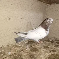 کبوتر کله ای|پرنده|خمیر, |دیوار