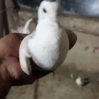 کبوتر