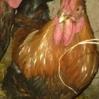 طیورمحلی. بهداشتی|حیوانات مزرعه|خرمدره, |دیوار