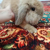 خرگوش لوپ|موش و خرگوش|اهواز, فاز ۱ پادادشهر|دیوار